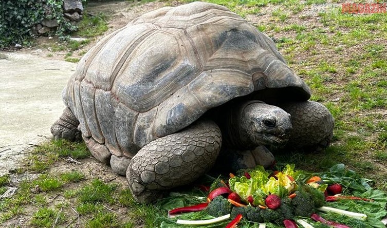 Türkiye’nin en yaşlı kaplumbağası Tuki 103 yaşına girdi