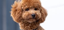 Veteriner Hekim Uğur Selin Çelikten, göz hastalığına yatkınlığı ile bilinen poodle ırkı köpekler için sağlıklı bakım rehberi hazırladı…